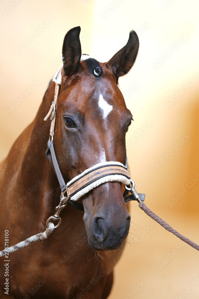 Portrait head shot closeup of a young saddle horse indoor Portrait head shot closeup of a young saddle horse indoor