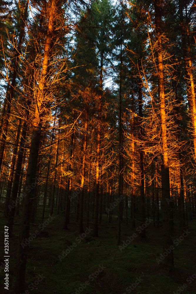 Sunset light at coniferous forest