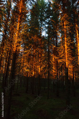 Sunset light at coniferous forest