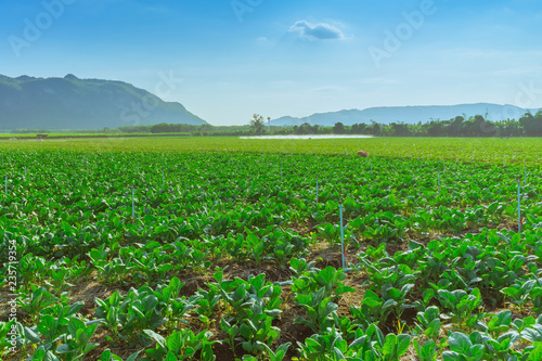 Scenery of chinese kale field in Kanchanaburi Thailand