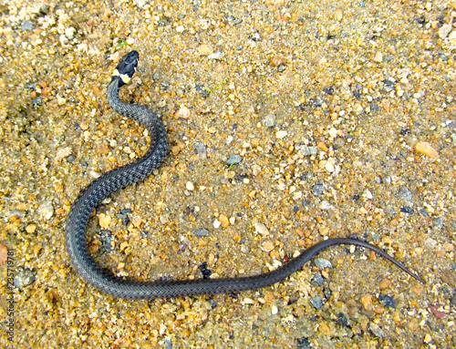 Young grass snake crawling on the pebble sand. Portrait of little reptile.