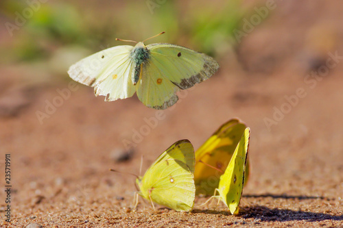 sulphur butterflies playing photo