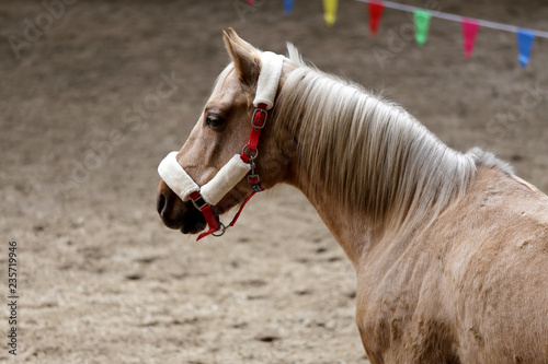Portrait head shot closeup of a young saddle horse indoor