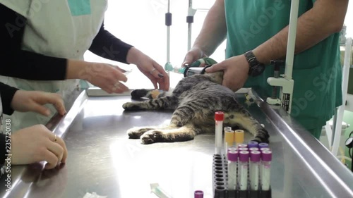a sick cat is lying on a veterinary table while a veterinarian and nurses are doing treatment