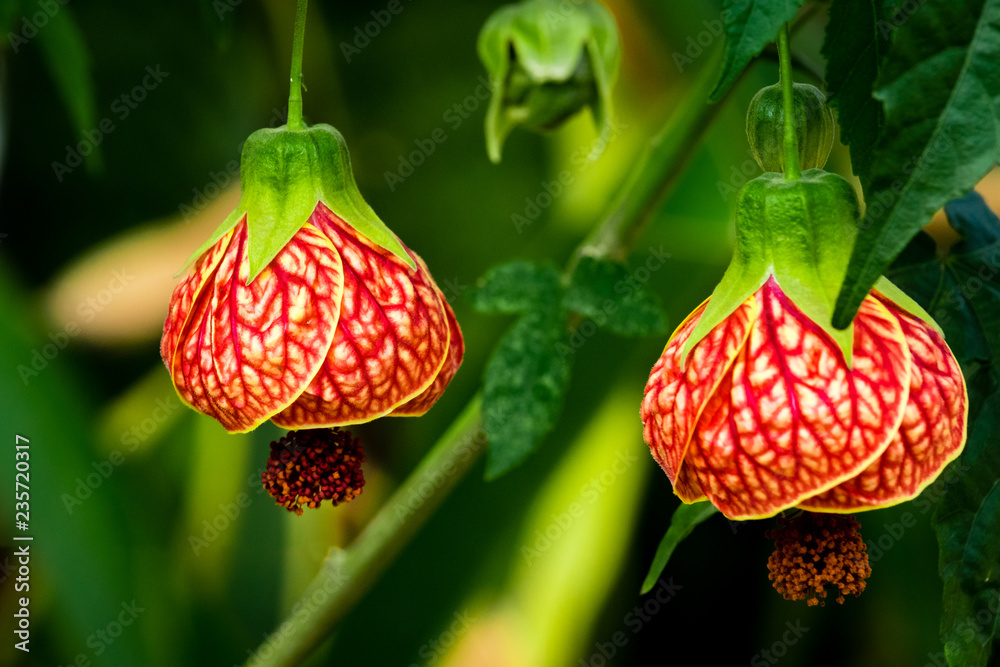 A. thompsonii foto de Stock Adobe Stock