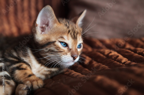 Fototapeta Naklejka Na Ścianę i Meble -  Cute bengal kitten at home
