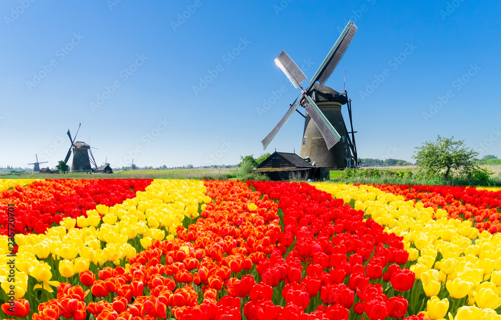 traditional dutch windmill with reflection at water, Kinderdijk at spring day with flowers, Netherland