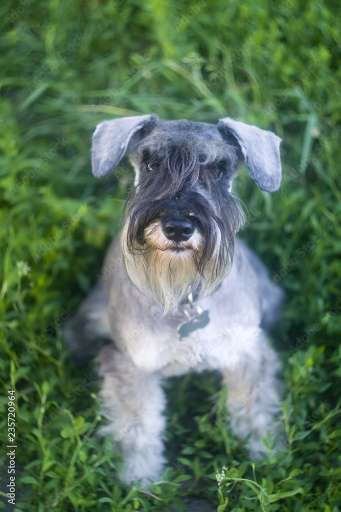 A funny portrait of a miniature schnauzer