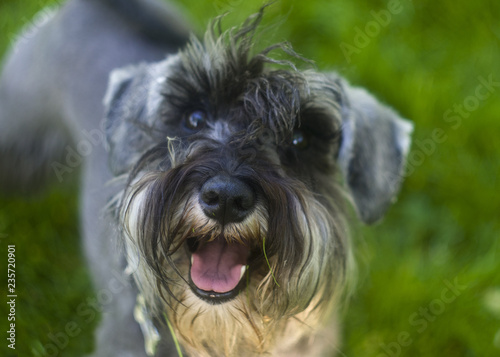 A funny portrait of a miniature schnauzer