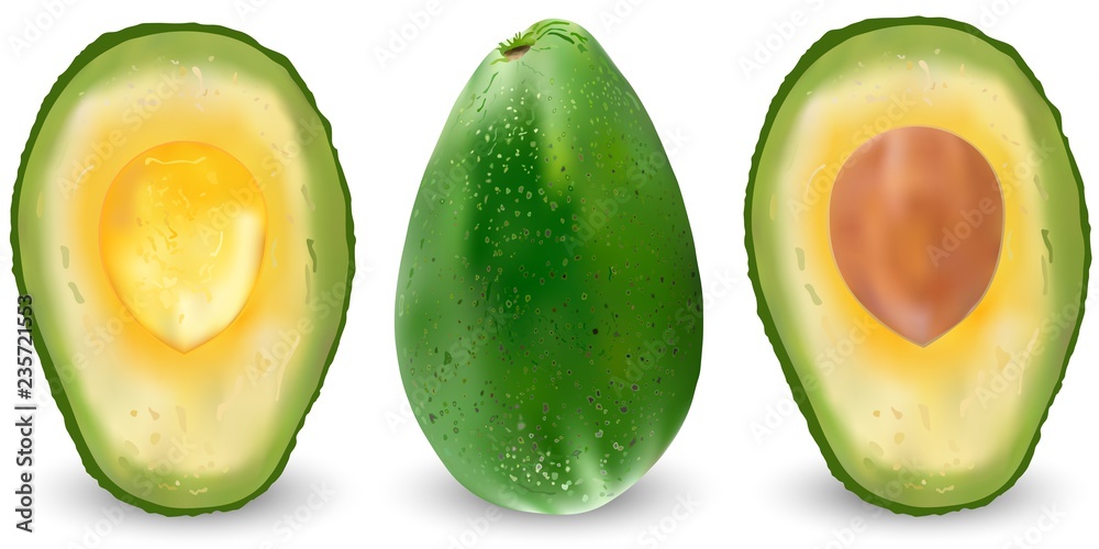 Set of realistic green avocado. Vector illustration. Exotic evergreen fruit plants. Isolation on a white background
