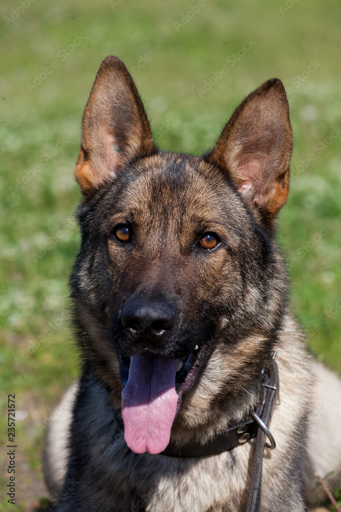 Portrait of  dog of  breed of German Shepherd in profil on  background of green grass