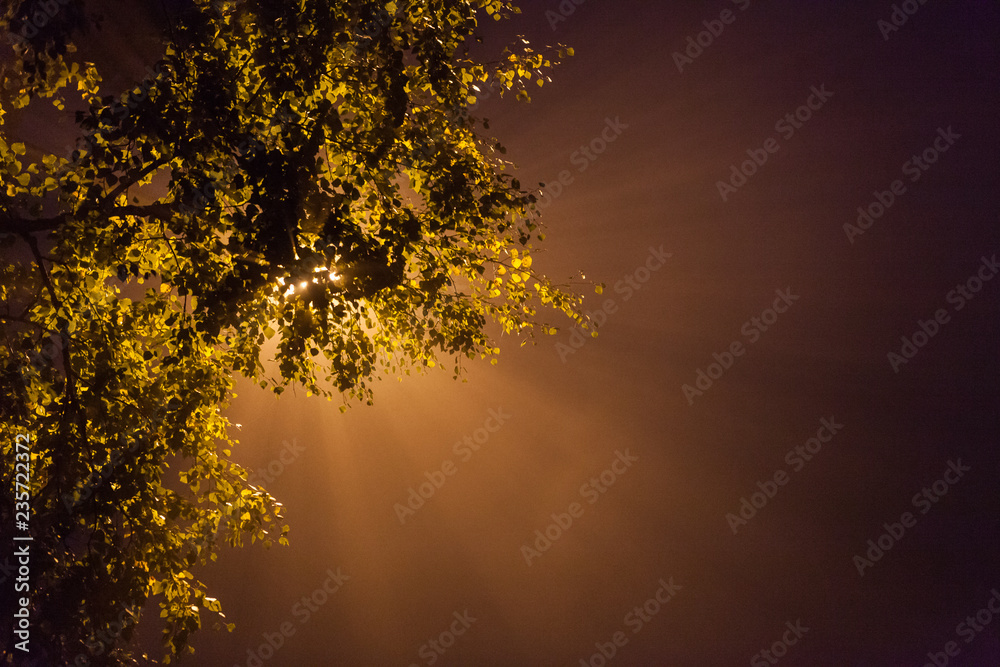 Obraz premium Latarnia uliczna przez gałąź przy mgłową nocą