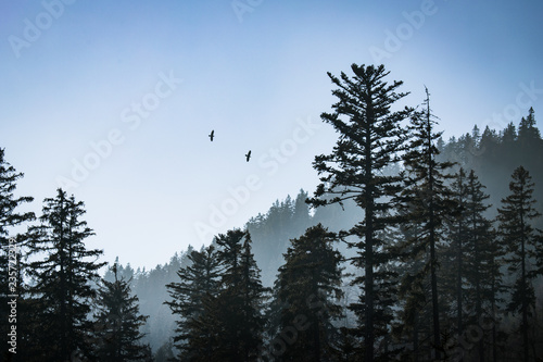 Ravens in the foggy trees