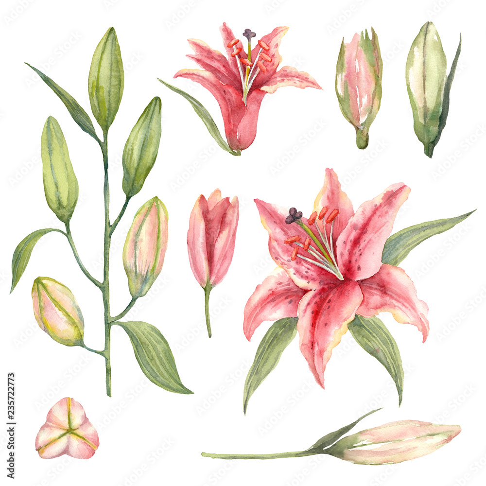 Set of Pink Stargazer Lilies and lily buds on a white background. Set of Pink Stargazer Lilies and lily buds on a white background.