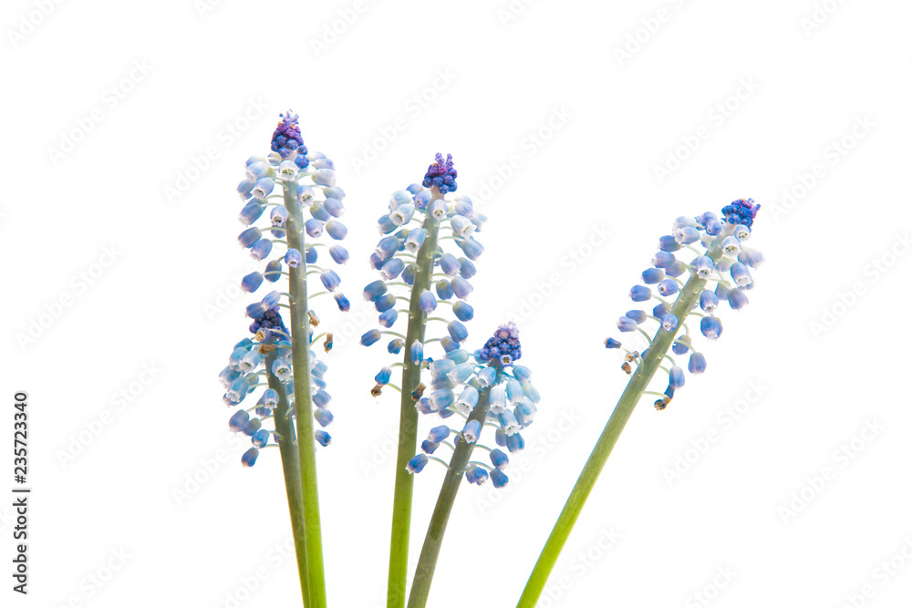 Obraz premium muscari isolated