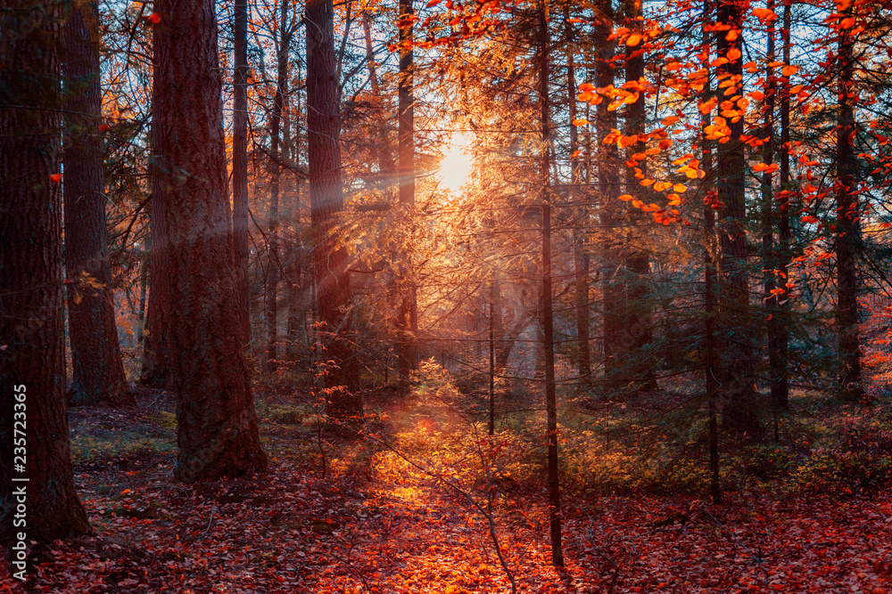 evening in autumn forest