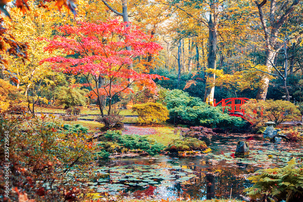 autumn in Japanese park - obrazy, fototapety, plakaty 