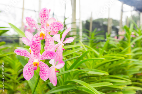 Ascocentrum curvifolium orchid,pink color blooming  in farm ready cut for send to flower market,colorful background photo