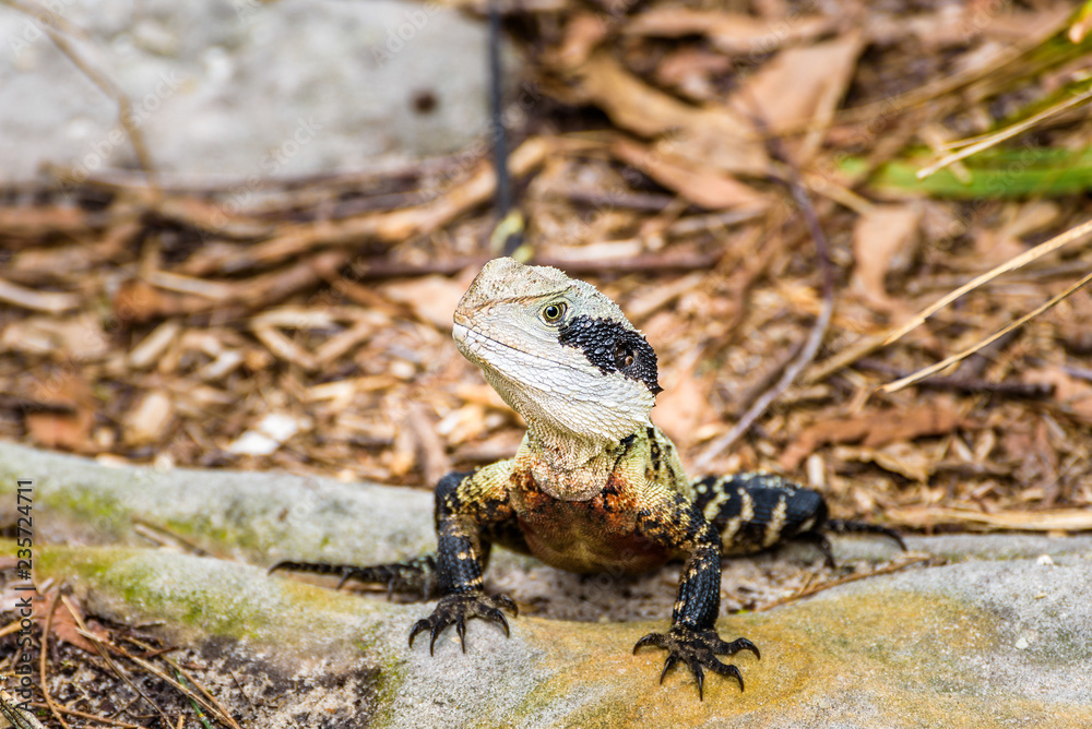 Obraz premium Australian water dragon, Manly Beach, Sydney, Australia.