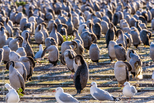 Large colony of Cormorants on a pier in Oamaru, Otago, South Island, New Zealand © Roberto