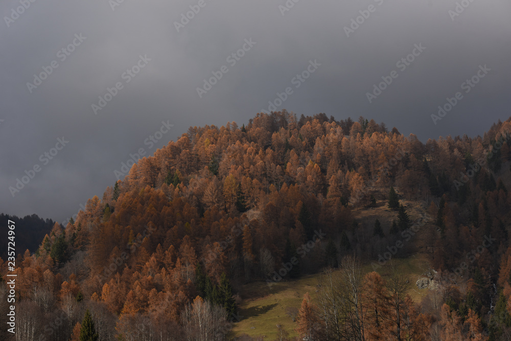 Fototapeta premium bosco autunno 