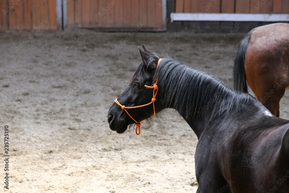 Head of the beautiful young horse in the riding hall during training indoors Head of the beautiful young horse in the riding hall during training indoors