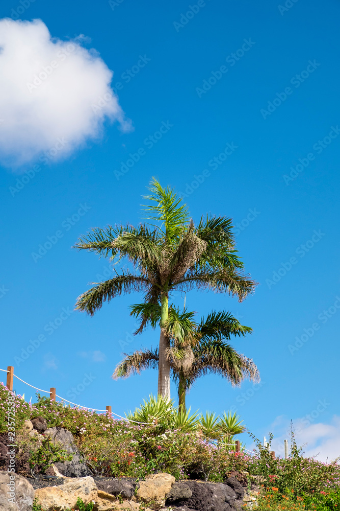 Palm tree on beach Fuerteventura