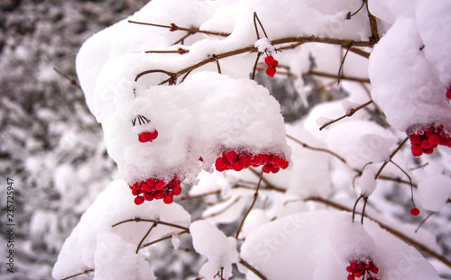 Wild viburnum berries under snow