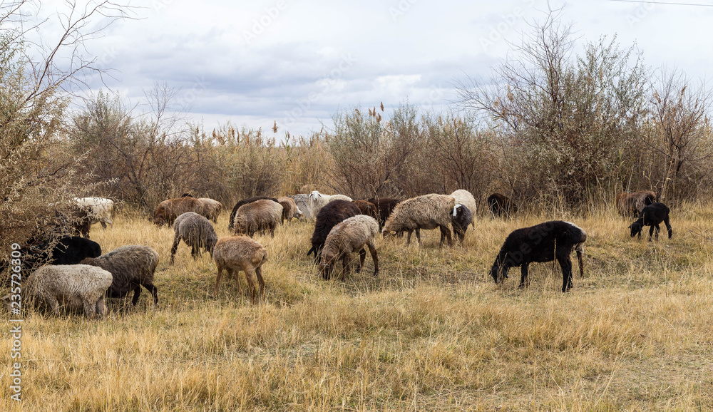 Flock of sheep grazing in the steppes of kazakhstan.
