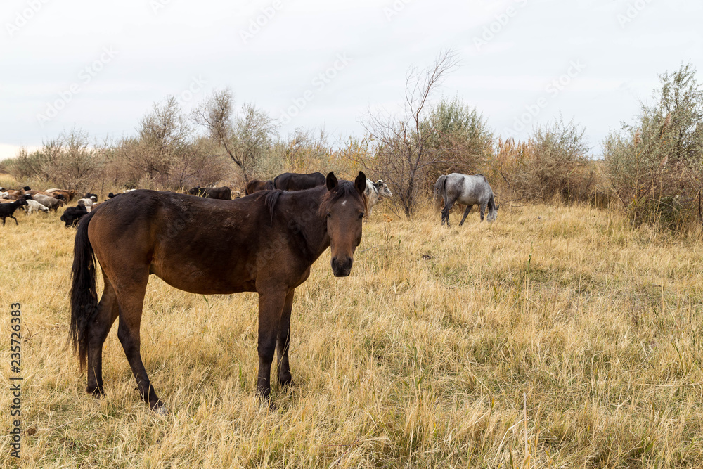 Flock of sheep and a horse grazing in the steppes of kazakhstan.