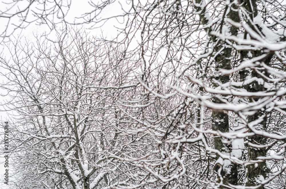 Tree branches covered with snow background. Winter weather: precipitation