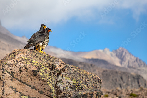 Oiseaux sur une pierre dans la montagne en Equateur