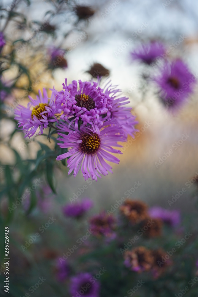 Fototapeta premium Flowers