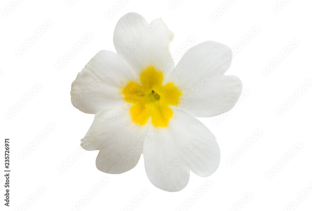 Obraz premium Primrose flower isolated