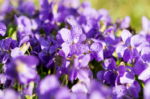 violets flowers blooming