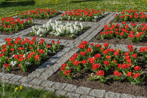 Beet mit roten Tulpen