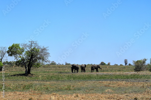 Elefanten im Okavango Delta in Botswana  photo