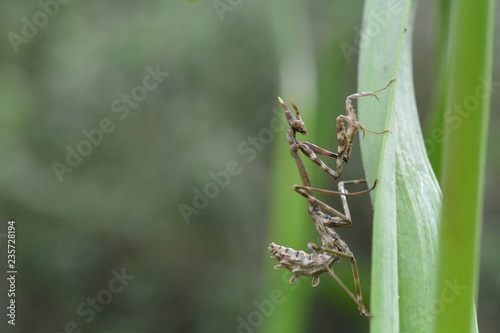 Obraz na plátně Empusa pennata - L'Empuse commune