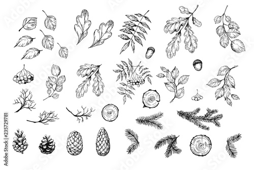 Obraz na płótnie Set of botanical elements
