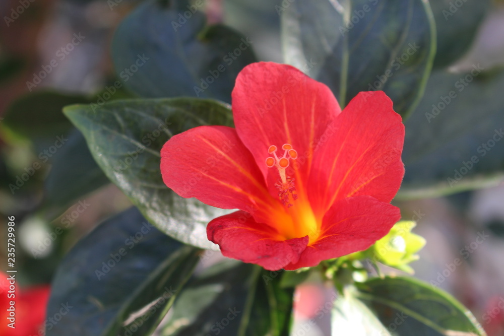 Fototapeta premium red flower in the garden