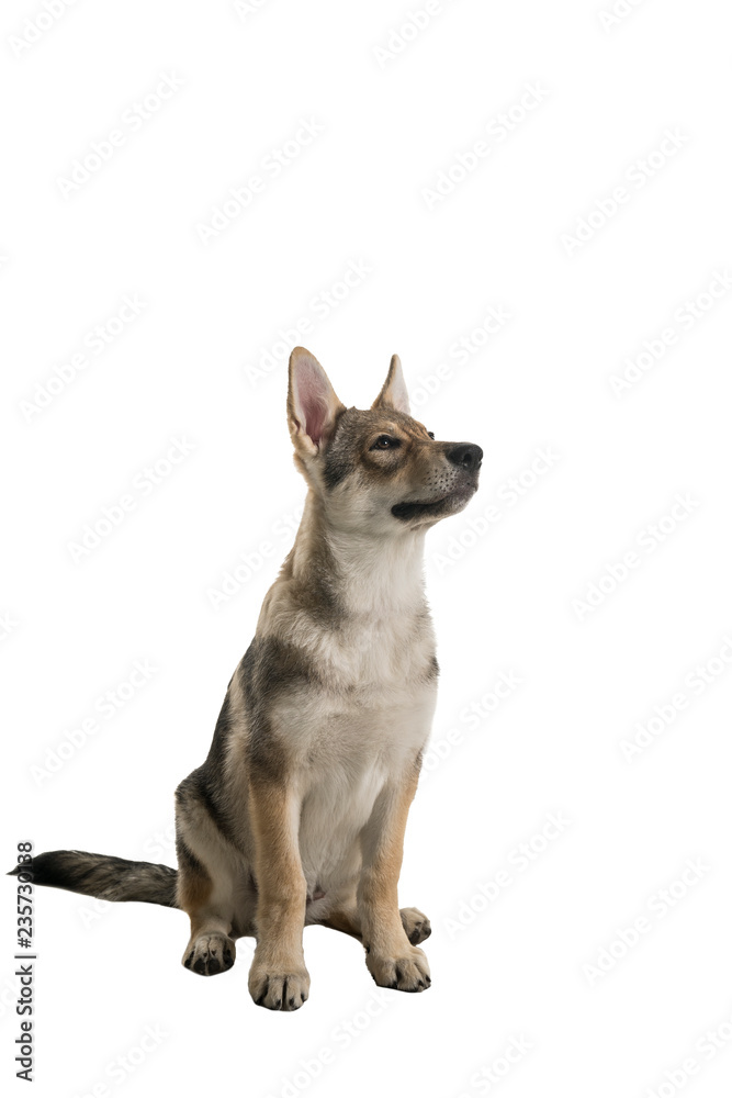 Sitting female tamaskan hybrid dog puppy with flappy ears isolated on white background looking away Sitting female tamaskan hybrid dog puppy with flappy ears isolated on white background looking away
