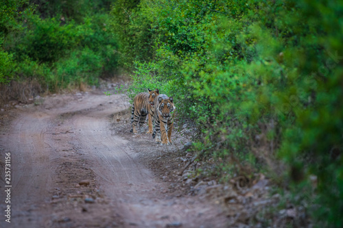 Photography Tiger cubs are with father