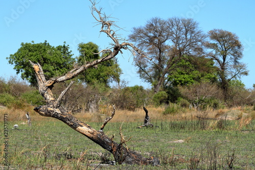 Landschaft im Okavango Delta in Botswana  photo