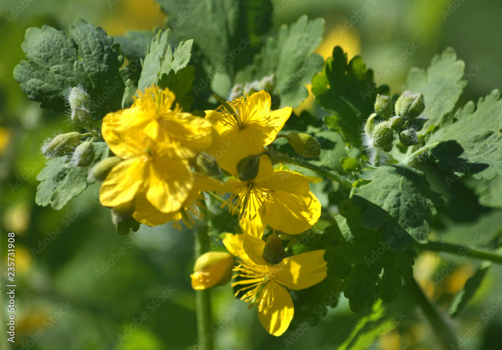 Flowers and leaves Chelidonium majus Flowers and leaves Chelidonium majus