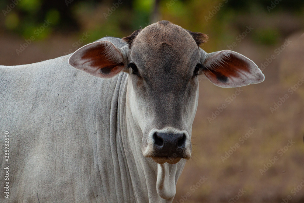 Portrait of cattle over blurred background. Portrait of cattle over blurred background.