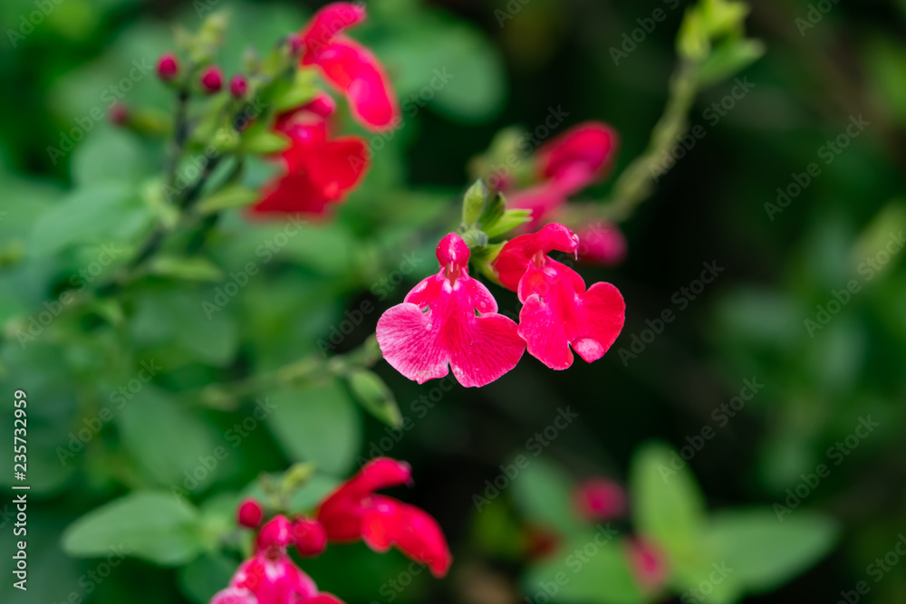 Fototapeta premium Baby Sage Flowers in Bloom