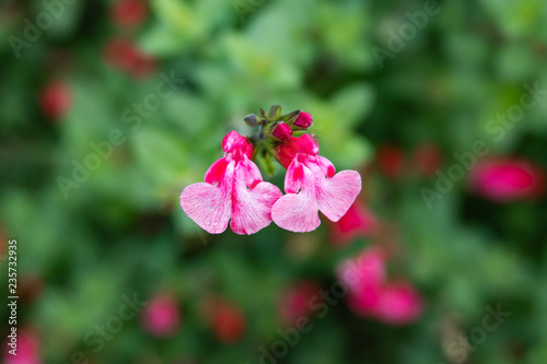 Baby Sage Flowers in Bloom