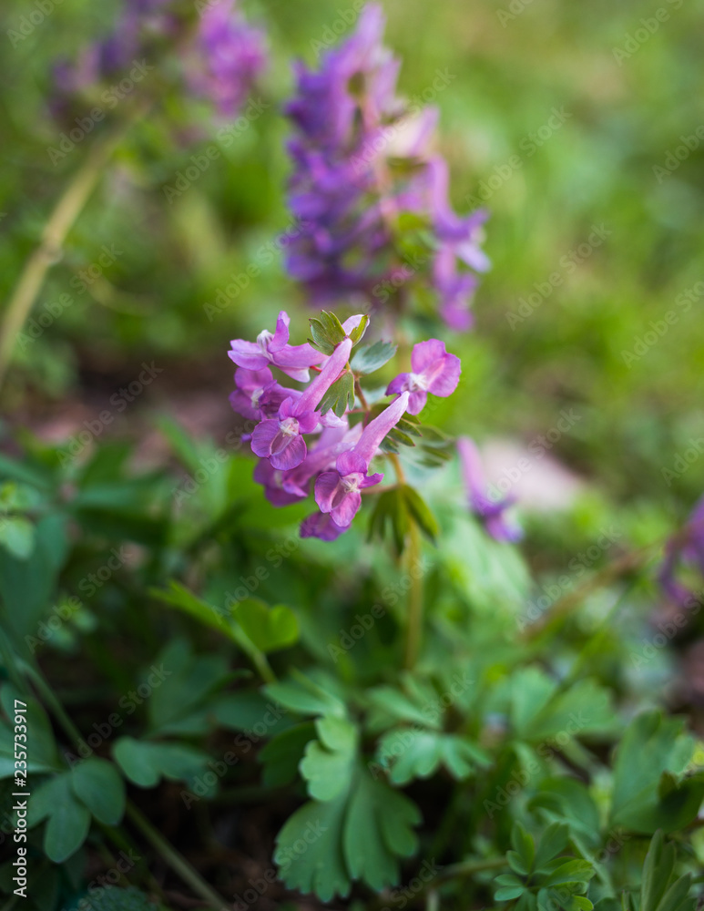 Corydalis solida, fumewort springtime primrose flowers Corydalis solida, fumewort springtime primrose flowers