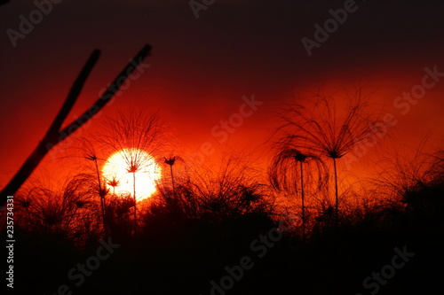 Sonnenuntergang im Okavango Delta in Afrika photo