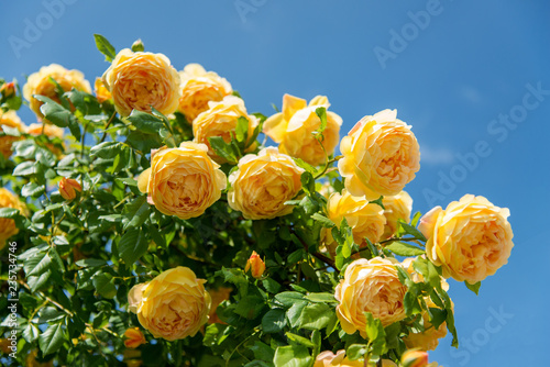 Fototapeta Naklejka Na Ścianę i Meble -  blossoming red rose bush against a blue sky background. Space for text.